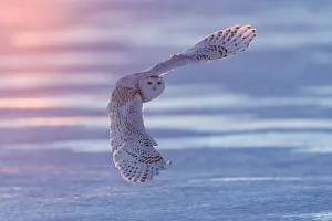 Snowy owl (Bubo scandiacus), Ontario, Canada