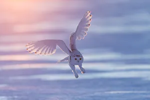 Snowy owl (Bubo scandiacus), Ontario, Canada