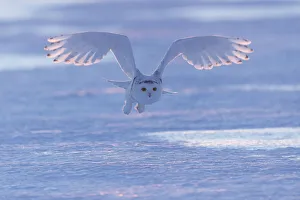 Snowy owl (Bubo scandiacus), Ontario, Canada