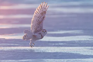 Snowy owl (Bubo scandiacus), Ontario, Canada