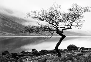 Nadia Isakova Collection: Solitary tree on the shore of Loch Etive, Highlands, Scotland, UK