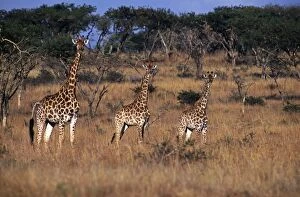 Wild Life Collection: South Africa, KwaZulu Natal, Spioenkop Game Reserve