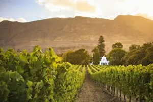 Winery Collection: South Africa, Western Cape, Constantia, Buitenverwachting Wine Farm