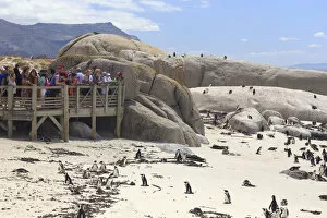 South Africa, Western Cape, Simons Town, Boulders Beach African