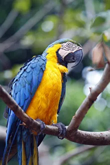 South America, Brazil, Blue and Yellow Macaw, Ara ararauna South America, Brazil, Blue and Yellow Macaw, Ara ararauna