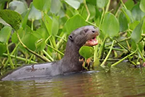 Lobito Gallery: South America, Brazil, Mato Grosso, Pantanal, a giant otter