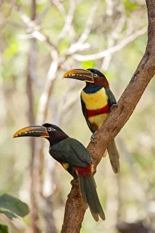 South America, Brazil, Sao Paulo, Chestnut Eared Aracari, Pteroglossus castanotis South America, Brazil, Sao Paulo, Chestnut Eared Aracari, Pteroglossus castanotis