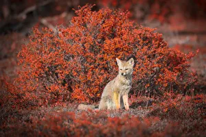 South America, Tierra del Fuego, Chile, fox South America, Tierra del Fuego, Chile, fox