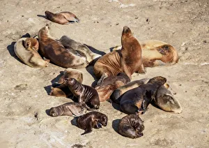 South American Sea Lion Colony (Otaria flavescens), Punta Piramide, Valdes Peninsula South American Sea Lion Colony (Otaria flavescens), Punta Piramide, Valdes Peninsula