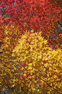 Images Dated 7th January 2011: South Korea, Gyeongju, Gyeongju National Park, Autumn Leaves