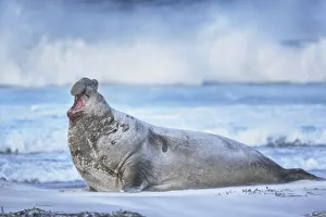 Southern elephant seal (Mirounga leonina) male roaring, Sea Lion Island, Falkland Islands Southern elephant seal (Mirounga leonina) male roaring, Sea Lion Island, Falkland Islands