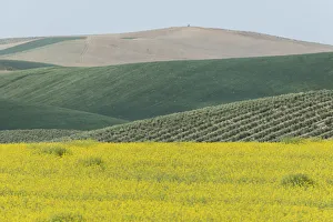 Spain, Andalusia, Cordoba, ganola field Spain, Andalusia, Cordoba, ganola field