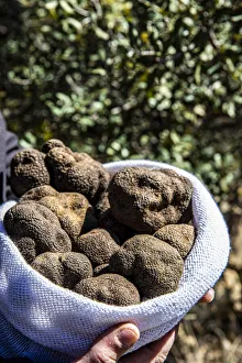Spain, Aragon, Cantavieja, Bag of black truffles Spain, Aragon, Cantavieja, Bag of black truffles
