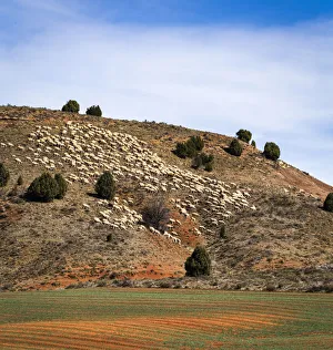 Spain, Aragon, Sarrion, Sheeps in a rural landscape Spain, Aragon, Sarrion, Sheeps in a rural landscape