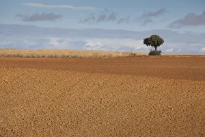 Spain, Castilla y Leon Region, Zamora Province, Benavente, farm field in autumn Spain, Castilla y Leon Region, Zamora Province, Benavente, farm field in autumn