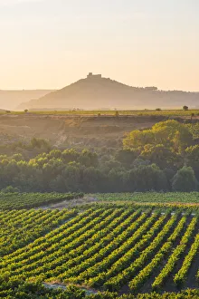 Spain, La Rioja. Vineyards at sunrise and Davalillo Castle in the background Spain, La Rioja. Vineyards at sunrise and Davalillo Castle in the background