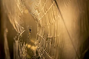 Spider on dew dropped web, Moremi Game Reserve, Okavango Delta, Botswana Spider on dew dropped web, Moremi Game Reserve, Okavango Delta, Botswana