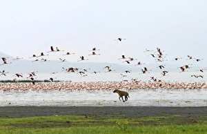 A spotted hyena chases lesser flamingos on the shoreline of Lake Nakuru, Kenya A spotted hyena chases lesser flamingos on the shoreline of Lake Nakuru, Kenya