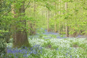 Spring wildflowers in broadleaved woodland with Ramsons (Allium ursinum) Spring wildflowers in broadleaved woodland with Ramsons (Allium ursinum)