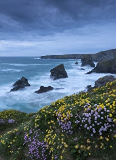 Spring wildflowers growing on the clifftops at Bedruthan Steps, Cornwall, England. May Spring wildflowers growing on the clifftops at Bedruthan Steps, Cornwall, England. May