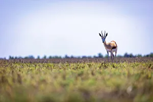 Springbok, Nxai Pan National Park, Botswana Springbok, Nxai Pan National Park, Botswana