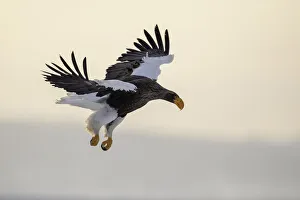 Steller's sea eagle (Haliaeetus pelagicus) in flight over Nemuro Strait ,Hokkaido Steller's sea eagle (Haliaeetus pelagicus) in flight over Nemuro Strait ,Hokkaido