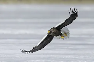Steller's sea eagle (Haliaeetus pelagicus) in flight, Hokkaido, Japan Steller's sea eagle (Haliaeetus pelagicus) in flight, Hokkaido, Japan