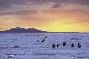 Steller's sea eagles (Haliaeetus pelagicus) and White-tailed Eagle Steller's sea eagles (Haliaeetus pelagicus) and White-tailed Eagle