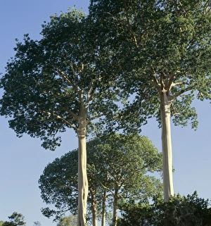 Sterculia apendiculata trees, Selous Reserve Sterculia apendiculata trees, Selous Reserve