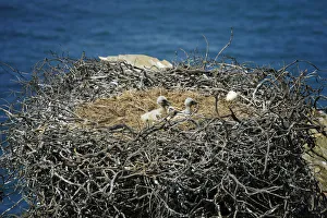 Storks cubs. Sudoeste Alentejano and Costa Vicentina Nature Park, in the south Storks cubs. Sudoeste Alentejano and Costa Vicentina Nature Park, in the south