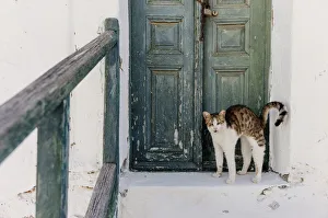 Stray cat of Folegandros, Cyclades islands, Greece Stray cat of Folegandros, Cyclades islands, Greece