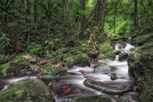 A stream flowing in Masoala primary forest, north eastern madagascar