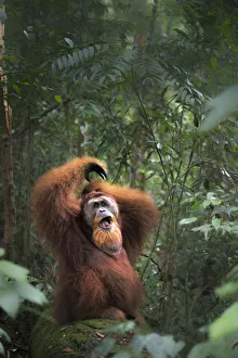 Sumatran orangutan sitting on a log in Gunung Leuser National Park, Northern Sumatra Sumatran orangutan sitting on a log in Gunung Leuser National Park, Northern Sumatra