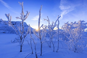 Last sun on frost plants. Riskgransen, Norbottens Ian, Lapland, Sweden, Europe Last sun on frost plants. Riskgransen, Norbottens Ian, Lapland, Sweden, Europe