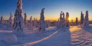 Sunburst Through Snow-covered Pine Trees, Riisitunturi National Park, Posio, Lapland Sunburst Through Snow-covered Pine Trees, Riisitunturi National Park, Posio, Lapland