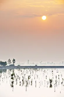 Sundarbans National Park, Tiger Reserve at dawn. West Bengal, India Sundarbans National Park, Tiger Reserve at dawn. West Bengal, India