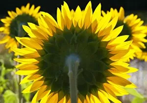 Images Dated 8th July 2009: Sunflowers in the morning light, Provence, France