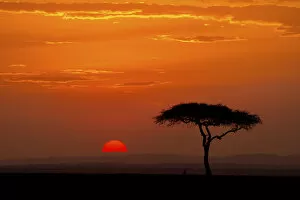 Related Images Collection: Sunrise with acacia tree, Serengeti, Tanzania, Africa