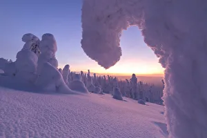 Sunrise on frozen trees, Riisitunturi National Park, Posio, Lapland, Finland Sunrise on frozen trees, Riisitunturi National Park, Posio, Lapland, Finland