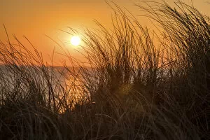 Sylt Gallery: Sunset on the dunes of Wenningstedt, Sylt, Schleswig-Holstein, Germany