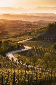 Agricultures Gallery: Sunset in Langa with road through the vineyards of Castiglione Tinella, Piedmont, Italy