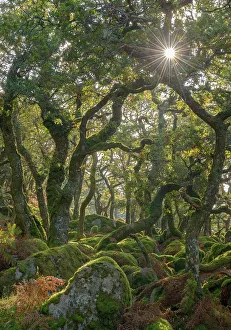 Sunshine radiates through Black a Tor copse, an ancient Oak woodland on DartmooraAAs Sunshine radiates through Black a Tor copse, an ancient Oak woodland on DartmooraAAs