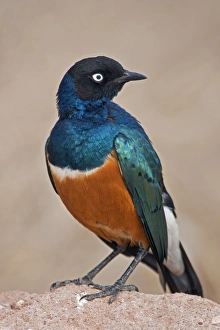 A Superb Starling in Tsavo East National Park A Superb Starling in Tsavo East National Park