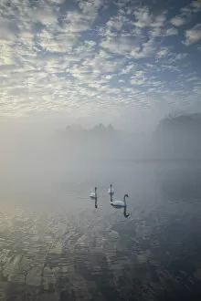 Blenheim Palace Collection: Swans at Bladon lake, Blenheim Palace, Blenheim Park, Woodstock, Oxfordshire, England