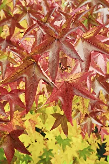 Sweet gum leaves in autumn colours - Slovenia, Bela Krajina, Metlika Sweet gum leaves in autumn colours - Slovenia, Bela Krajina, Metlika