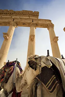 Syria, Palmyra ruins (UNESCO Site), Great Colonnade Syria, Palmyra ruins (UNESCO Site), Great Colonnade