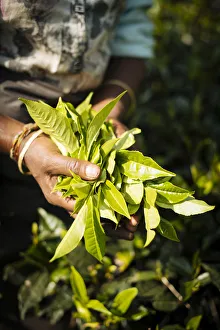 Tamil Woman Tea Picker in a Tea Plantation in the Highlands, Nuwara Eliya, Central Tamil Woman Tea Picker in a Tea Plantation in the Highlands, Nuwara Eliya, Central