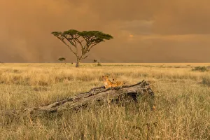 Tanzania, Africa, Serengeti National Park, puppies on a tree trunk Tanzania, Africa, Serengeti National Park, puppies on a tree trunk