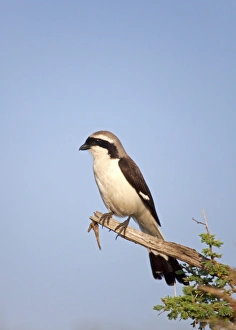 Tanzania, Serengeti. A Shrike taking in the morning sun Tanzania, Serengeti. A Shrike taking in the morning sun