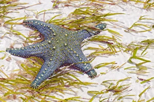 Echinoderm Gallery: Tanzania, Zanzibar, Unguja, Pongwe. A starfish revealed at low tide